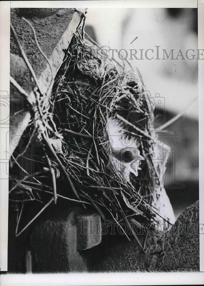 1946 Press Photo Baby robin in its nest waits for parents to feed it - Historic Images