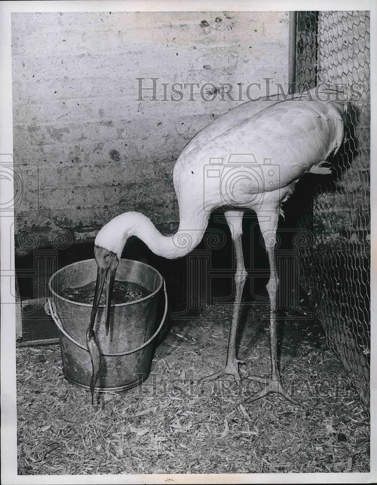 1958 Press Photo A white crane eating smelt fish at Cleveland zoo - Historic Images