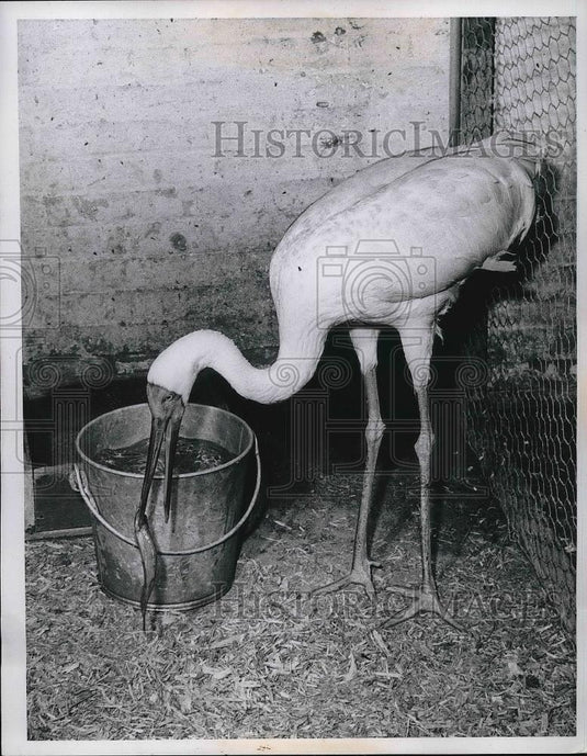 1958 Press Photo A white crane eating smelt fish at Cleveland zoo - Historic Images