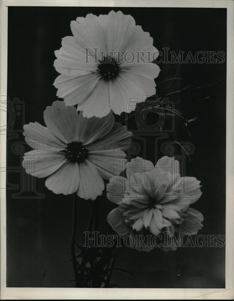 1940 Press Photo Cosmo Flowers - Historic Images