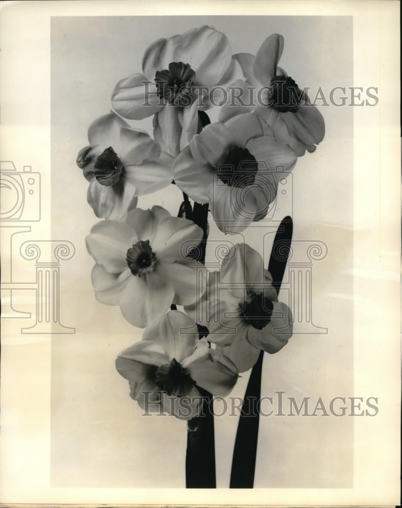 1961 Press Photo Garden Variety Early Splendor Of Tazetta Class Of Narcissi - Historic Images