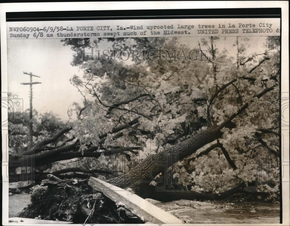 1958 Press Photo Fallen Trees In La Porte City, IA After Uprooted - neb50028 - Historic Images