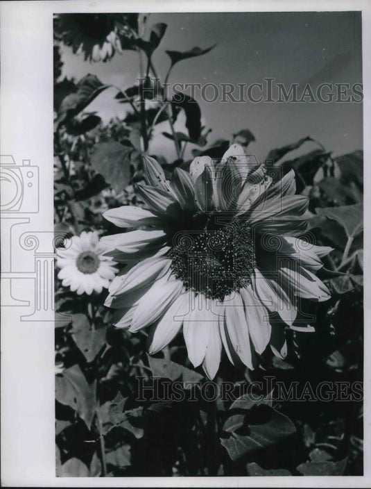 1963 Press Photo Sunflowers in bloom in Cleveland, Ohio - neb51824 - Historic Images