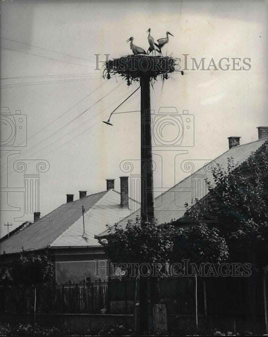 1970 Press Photo Nyriseg,Hungary, stork family perched in nest on a pole - Historic Images