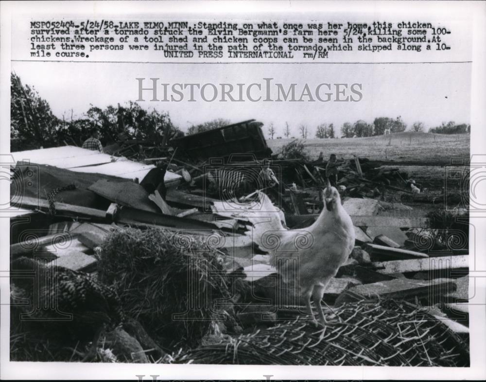 1958 Press Photo Chicken On Elvin Bergmann&#39;s Farm After It Was Struck - Historic Images