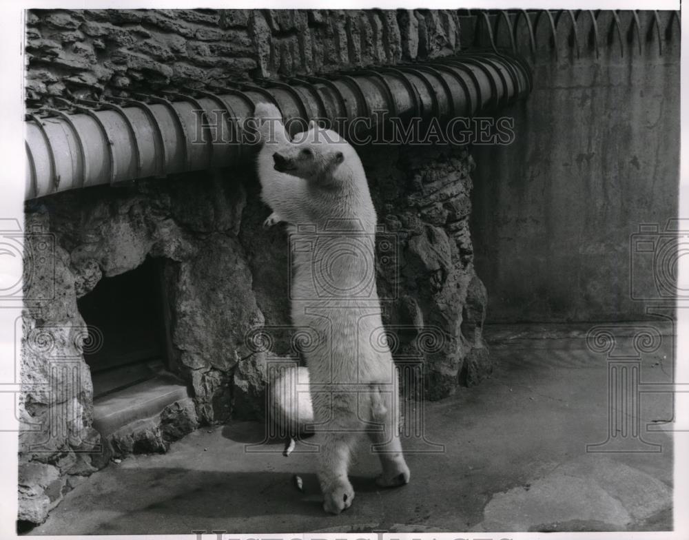 1960 Press Photo Polar Bear Chicago&#39;s Lincoln Park Zoo - neb50954 - Historic Images