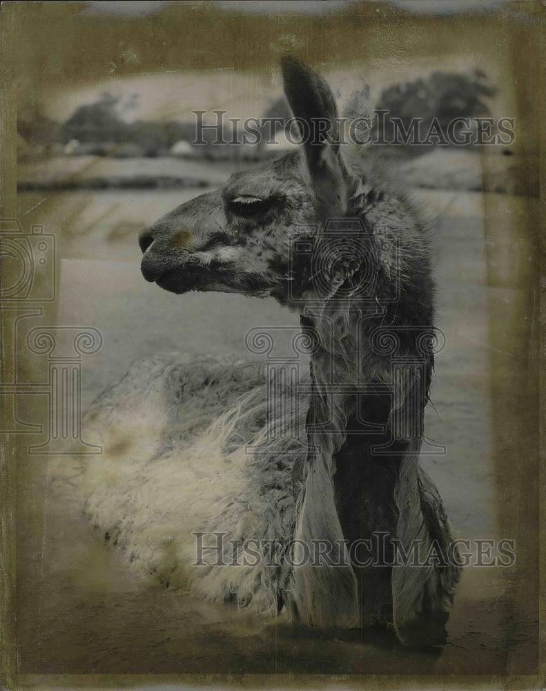 1973 Press Photo Jacques The Camel At Port Clinton African Safari - Historic Images