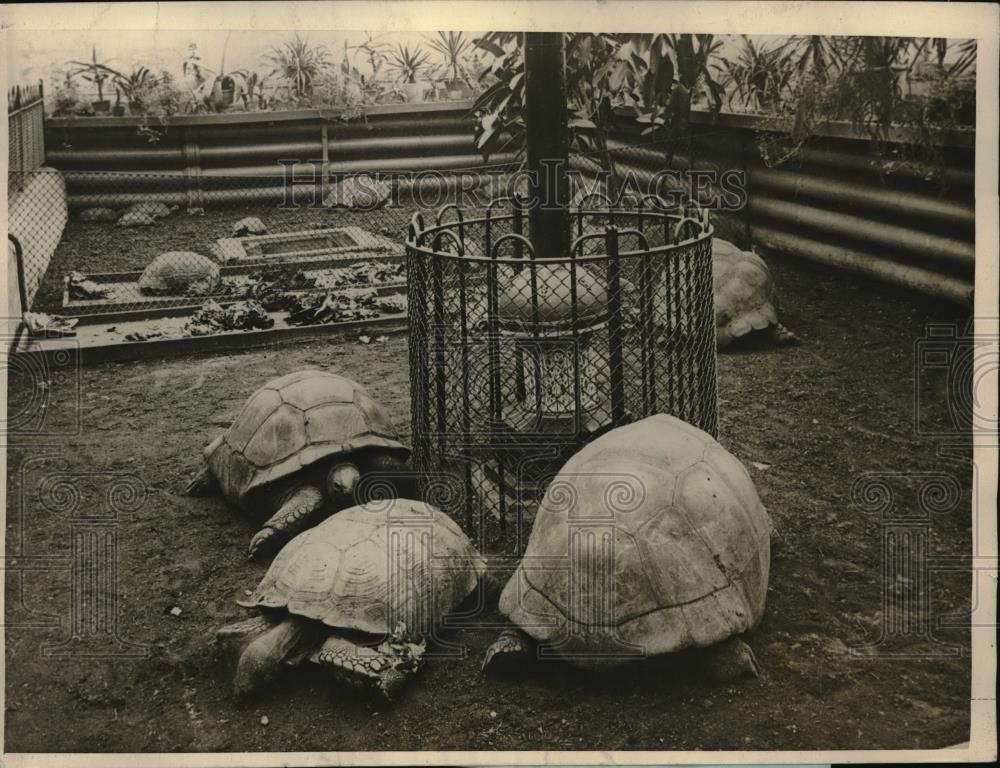 1925 Press Photo London zoo turtles &amp; gas stove to warm them - neb50043 - Historic Images