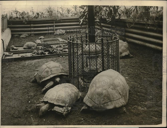 1925 Press Photo London zoo turtles & gas stove to warm them - neb50043 - Historic Images