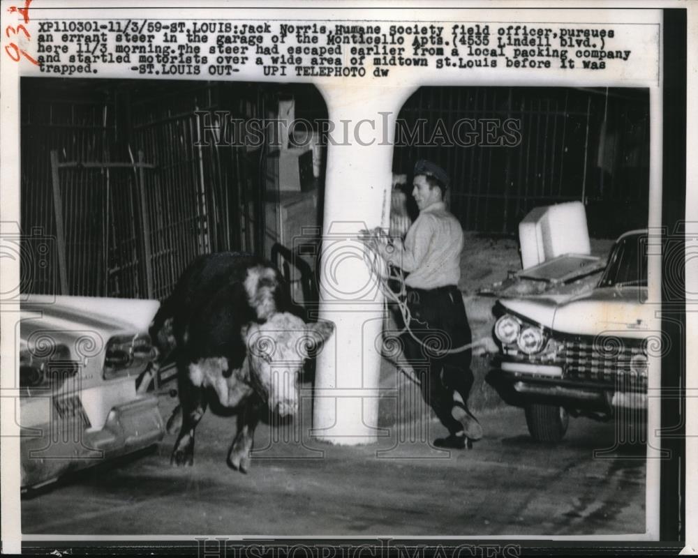 1959 Press Photo St Louis, Mo Jack Norris captures runaway steer in a garage - Historic Images