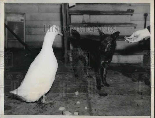 1935 Press Photo Los Angeles California Louise Morgan Pet Duck - Historic Images