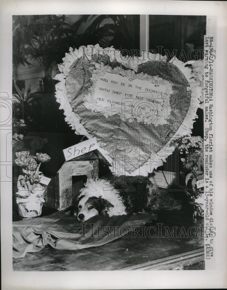 1948 Press Photo Wash.D.C. Window display in a florist shop for Valentine&#39;s Day - Historic Images