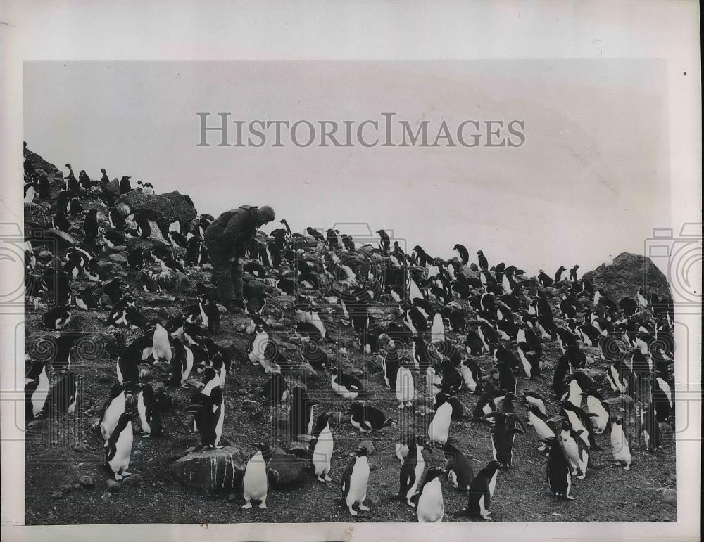 1948 Press Photo Heard Island Flock Of Penguins Australia - Historic Images