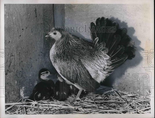 1968 Press Photo A mother chicken & some wood ducklings she cares for - Historic Images