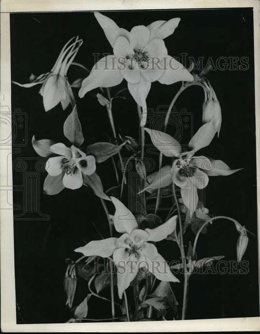 1940 Press Photo Columbine Flowers - Historic Images