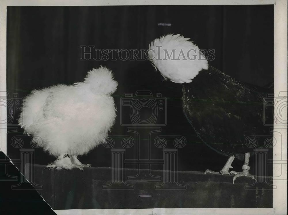 1946 Press Photo Japanese Silky White Crested Black Polish Birds - Historic Images