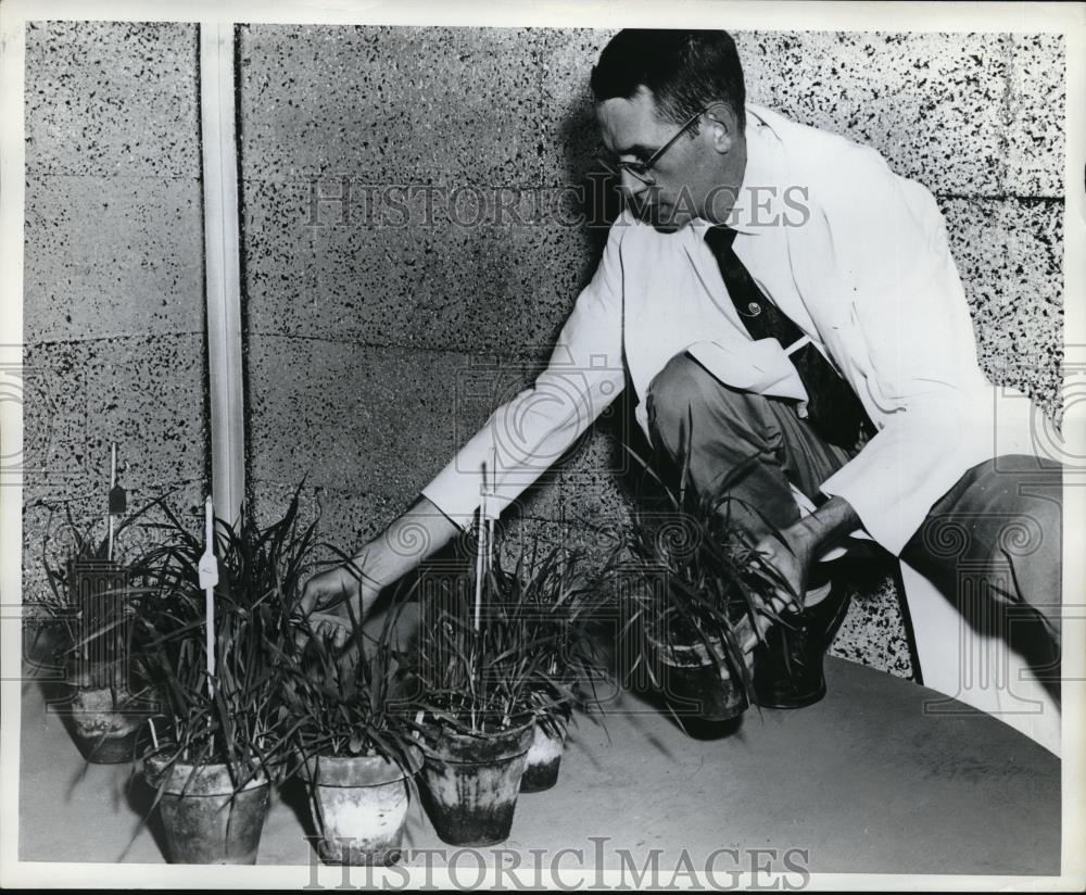 1961 Press Photo man next to several potted house plants - Historic Images