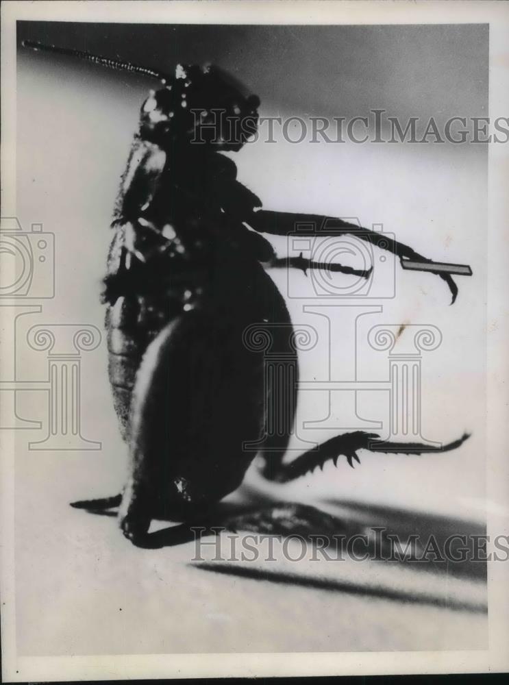 1946 Press Photo Cricket Slightly Over One Half Inch Tall Holds A Mirror - Historic Images