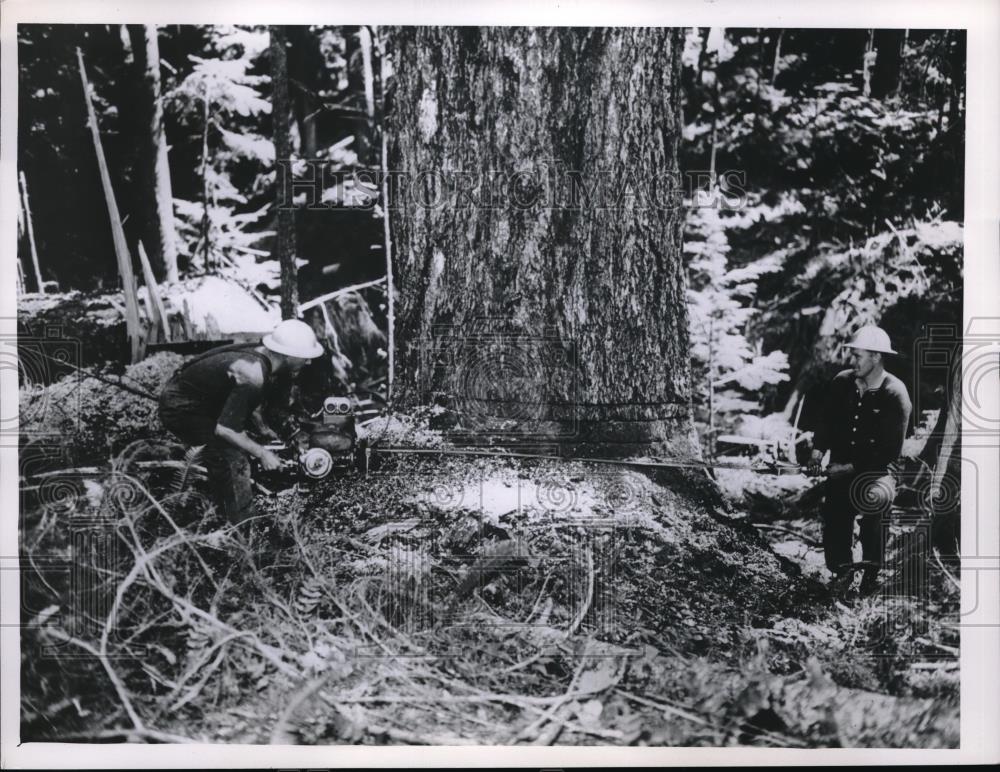 1961 Press Photo Lumbering in the U.S. with a gasoline-powered chain saw - Historic Images