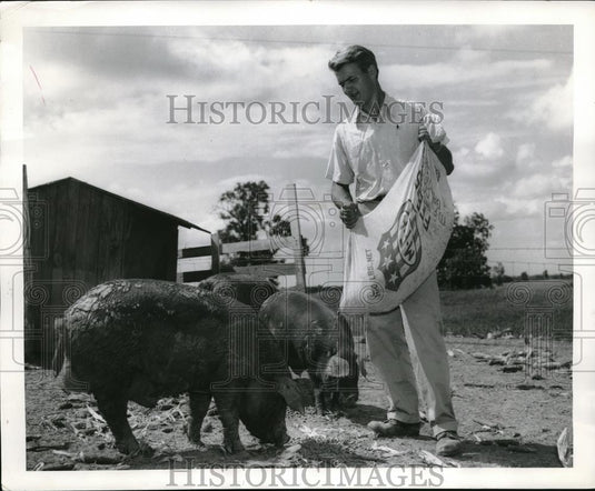 1958 Press Photo Melvin Blase Raises Pigs at a Farm & Attends Univ. Missouri - Historic Images