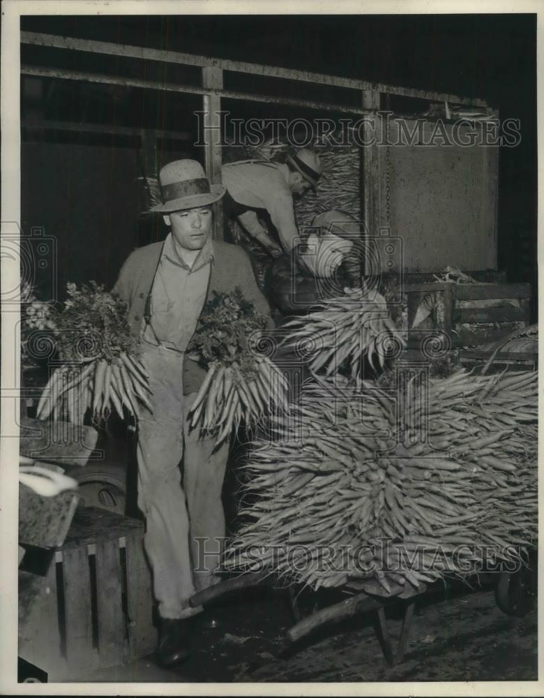 1943 Press Photo Workers Unloading A Truckload Of Carrots Arriving From Stockton - Historic Images