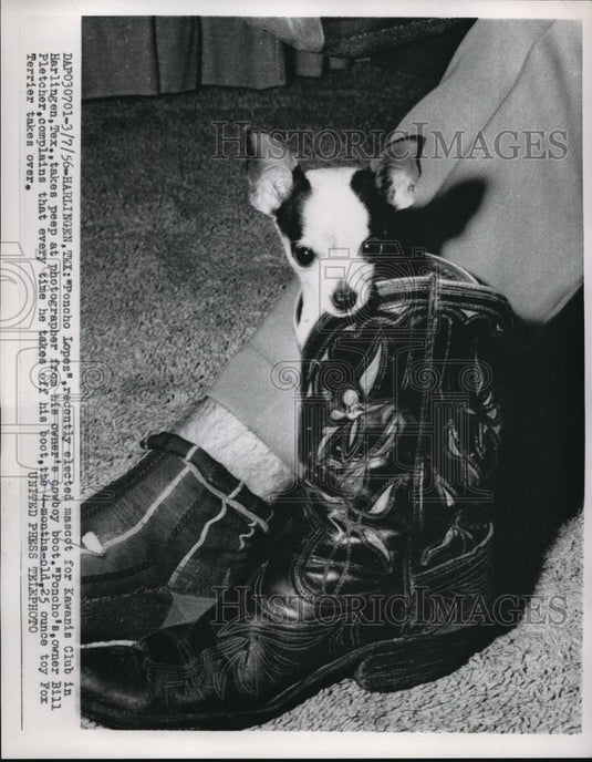 1956 Press Photo Poncho Lopez, Fox Terrier. Kiwanis Club Mascot in Harlingen, TX - Historic Images