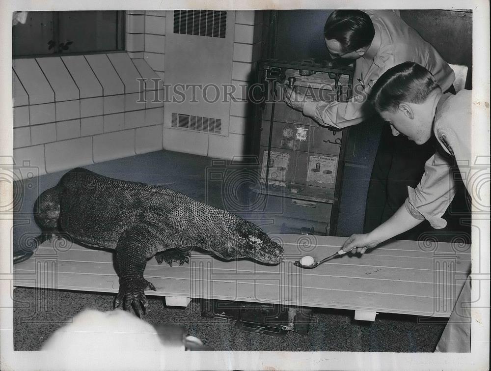 1956 Press Photo Rob Raabe lures Djago the Komodo Dragon onto scale, Bronx Zoo - Historic Images