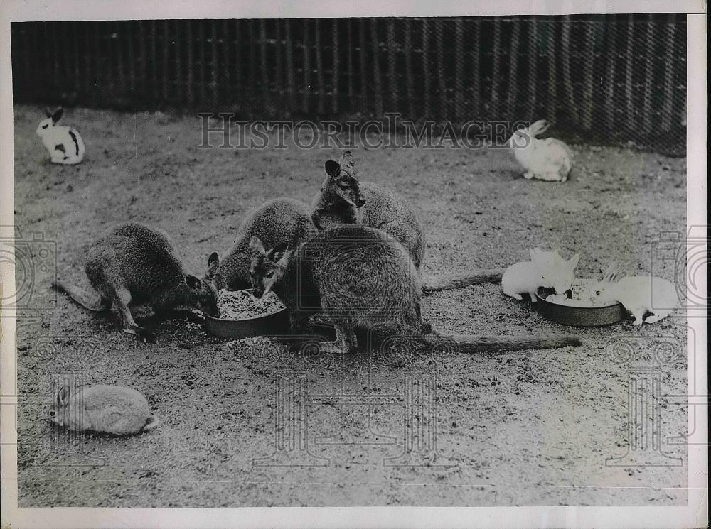 1937 Press Photo Wallabies and rabbits in a pen at London Zoo - Historic Images