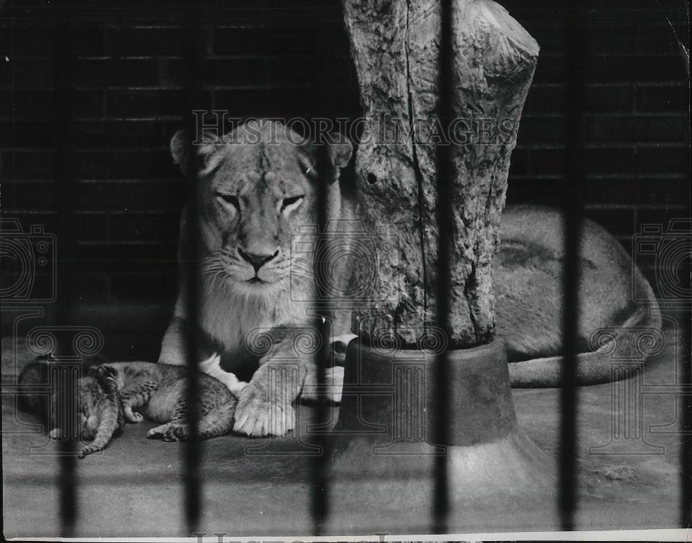 1966 Press Photo Leona the Lioness and her cubs, Lincoln Park Zoo, Chicago - Historic Images