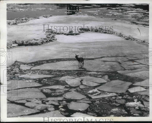 1941 Press Photo Deer Stuck On Frozen Hudson River Near Poughkeepsie, NY - Historic Images