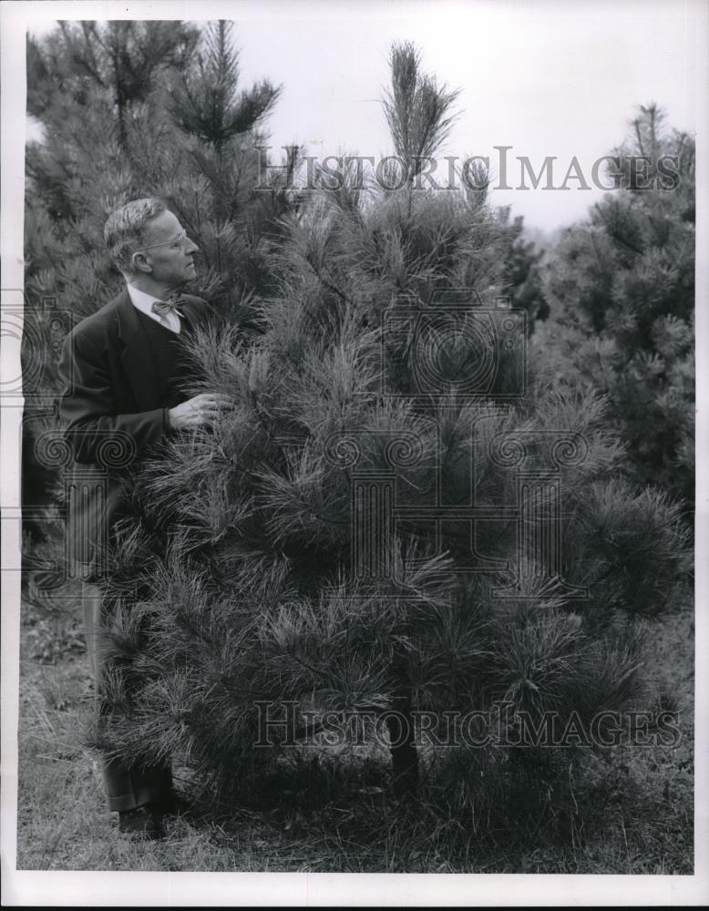 1955 Press Photo Henry Pree &amp; red pine trees - Historic Images