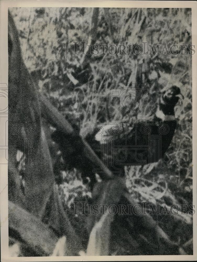 1937 Press Photo Pheasant - Historic Images