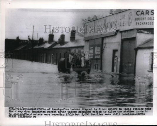 1954 Press Photo Horses trapped by flood waters make their way down streets - Historic Images
