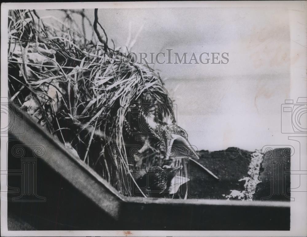 1948 Press Photo baby Robins waiting to be fed in nest in Akron, OH - Historic Images