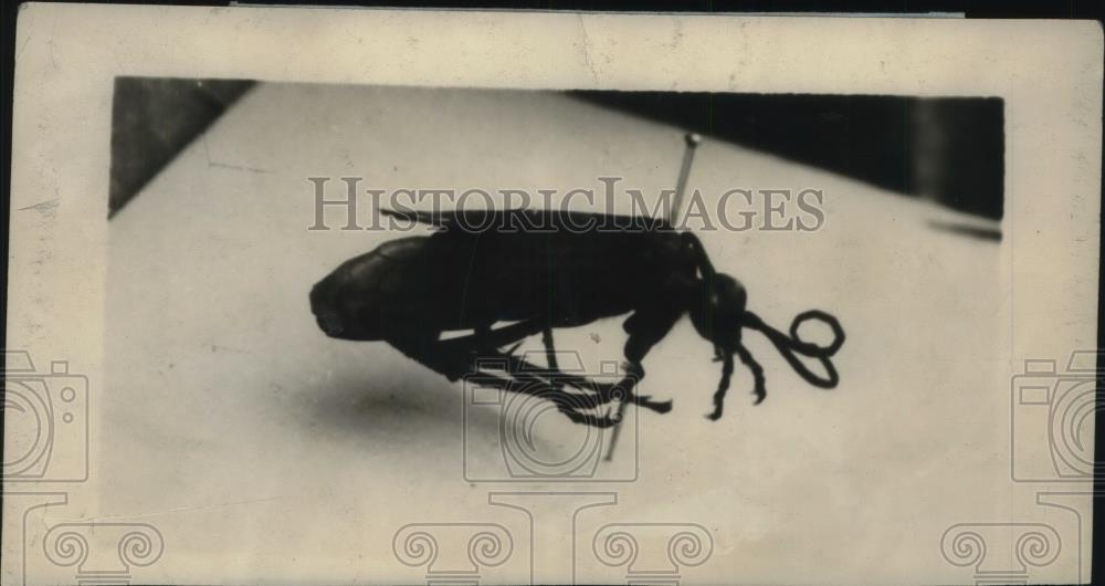 1925 Press Photo Pepis Formosa Wasp - Historic Images