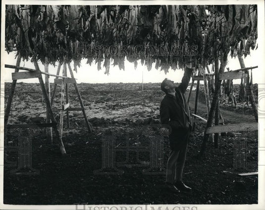 1968 Press Photo Reykjavik, Iceland fish catch hung out to dry - Historic Images
