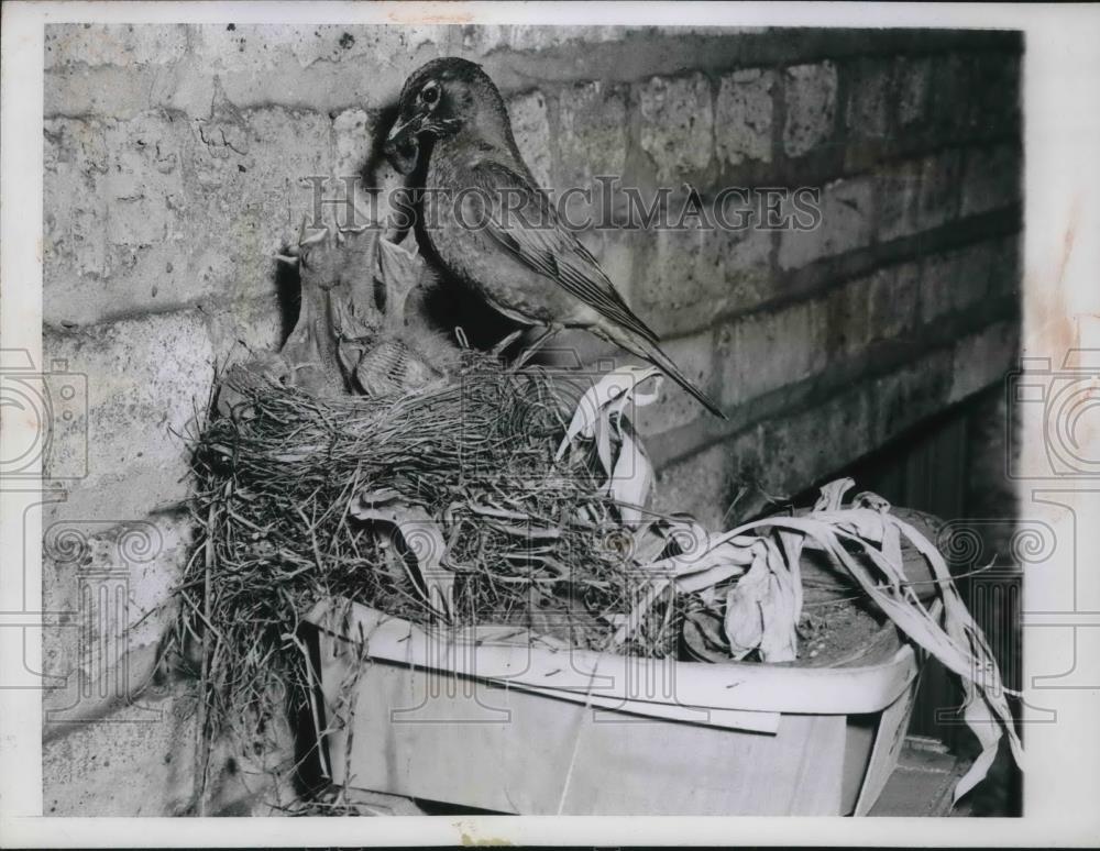 1946 Press Photo Robin nest with baby birds on back porch in Evanston, IL - Historic Images