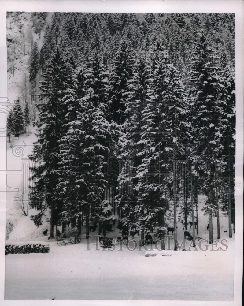 1953 Press Photo Hindelang, Germany herd of deer in German Alps - Historic Images