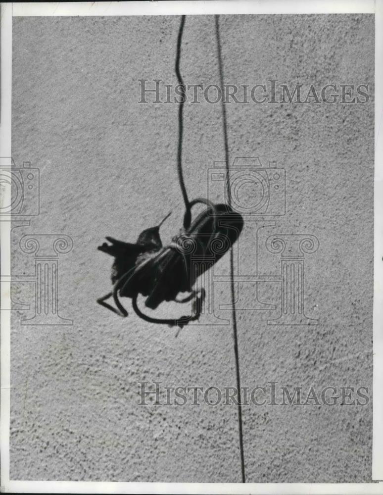 1940 Press Photo Hollywood, Calif. Hummingbird nesting on radio antenna - Historic Images