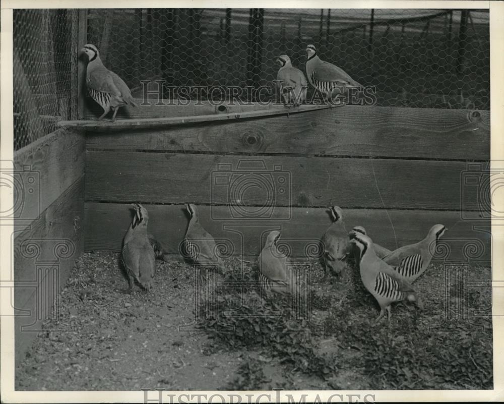 1939 Press Photo The Chukas bird a native of Asia used to furnish sporty upland - Historic Images