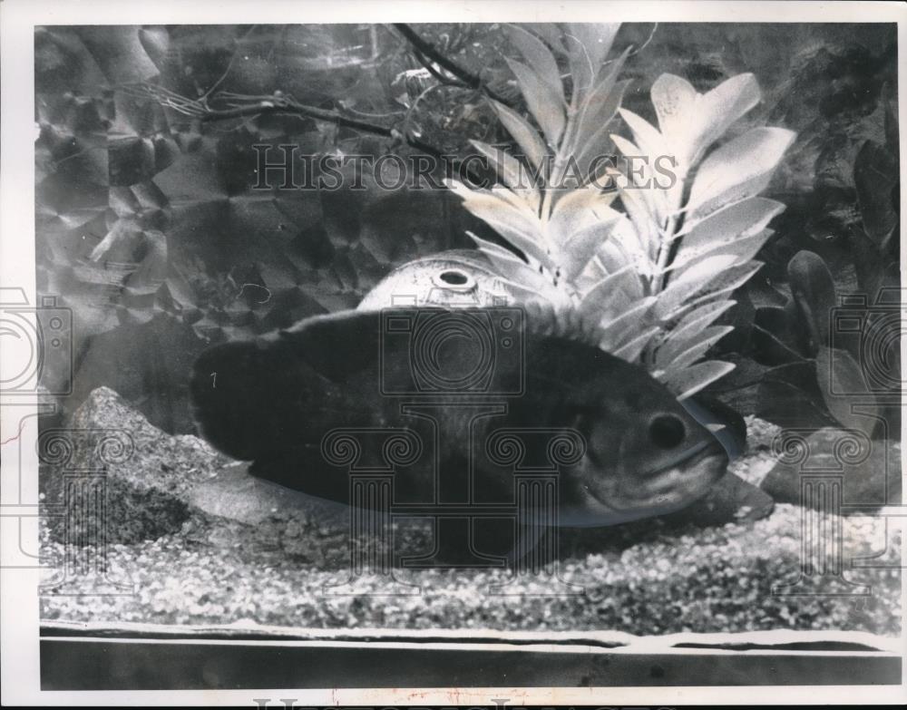 1961 Press Photo Oscar, Tropical Fish - Historic Images