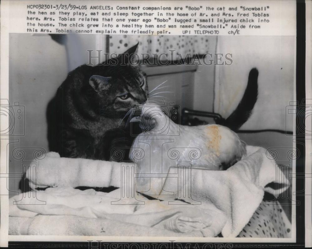 1959 Press Photo Bobo the cat and Snowball the hen, play, eat, sleep together - Historic Images