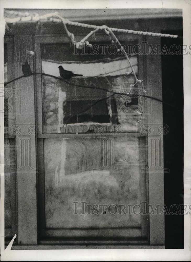 1933 Press Photo Robin standing on a branch in front of a house - Historic Images