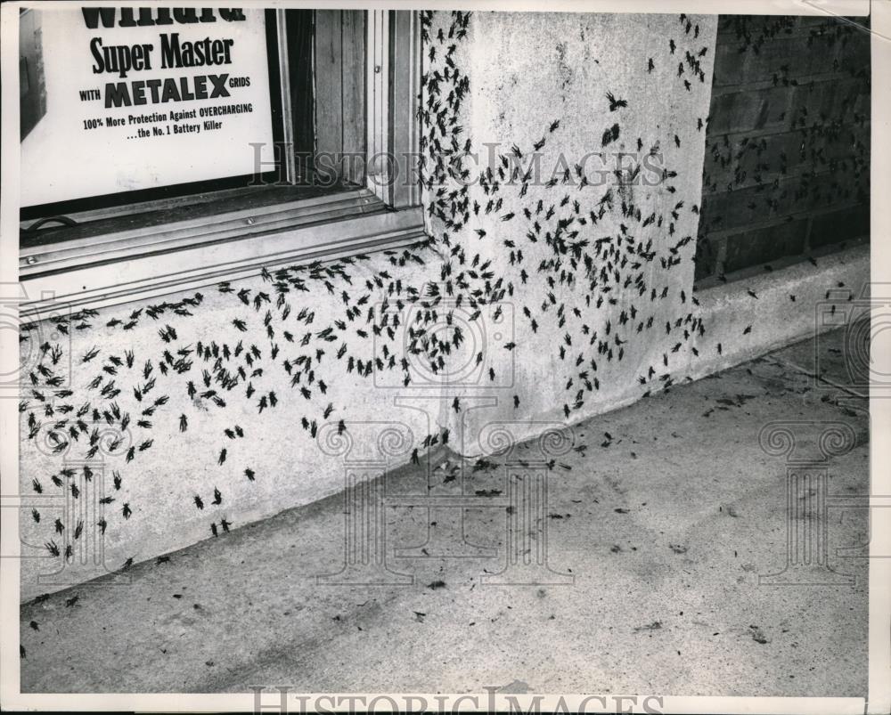 1952 Press Photo Chicago, Ill swarms of crickets all over local buildings - Historic Images