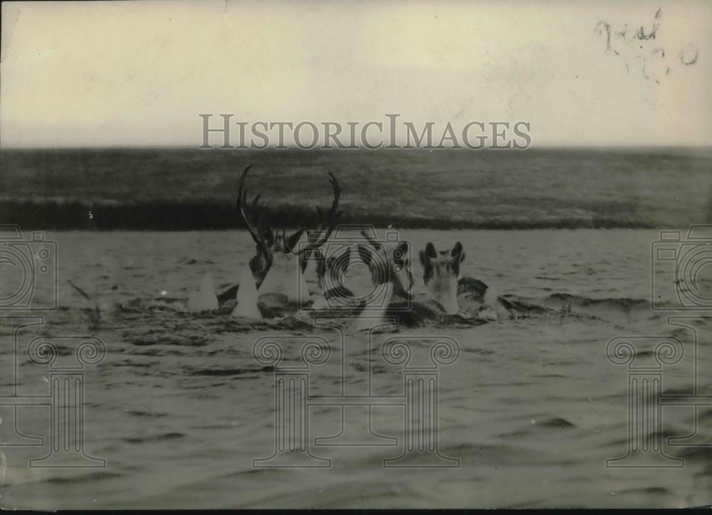 1922 Press Photo Band Of Caribou Migrate To Winter Grounds - Historic Images