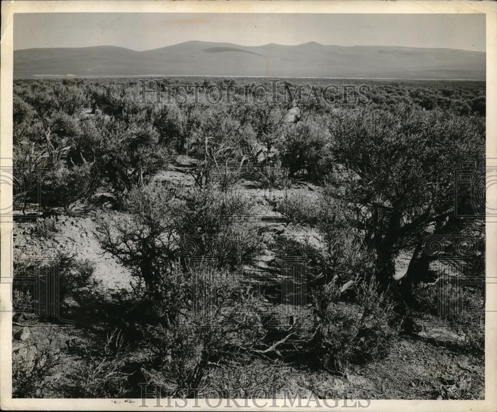 1940 Press Photo Sagebrush Land Like That of Sun River Slope - Historic Images