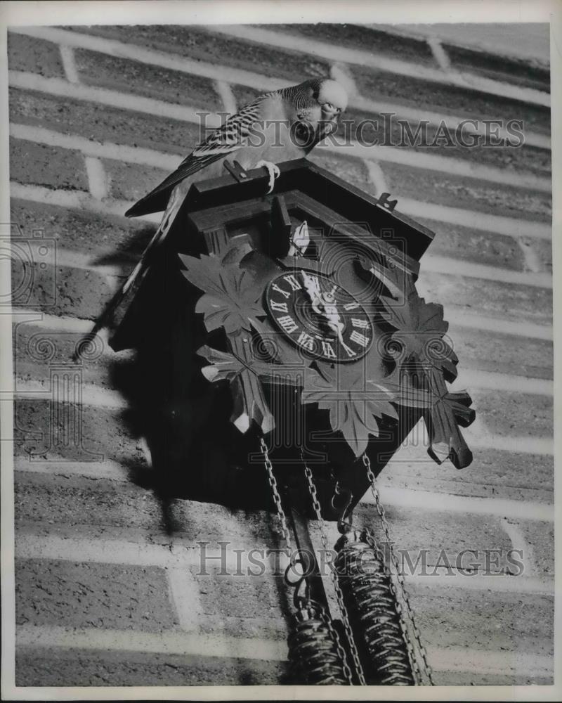 1959 Press Photo A Cuckoo clock with a parakeet on top of it - Historic Images