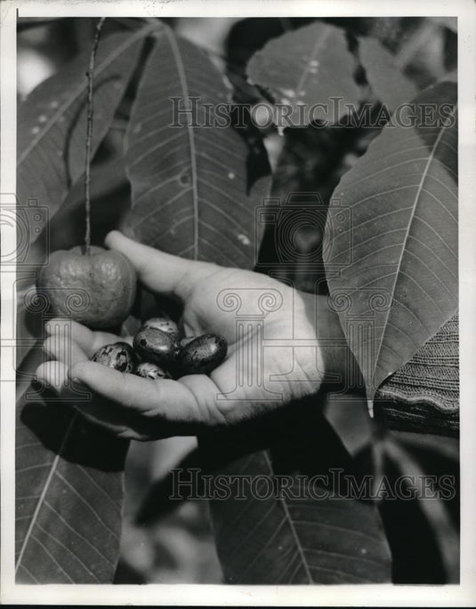 1942 Press Photo Rubber tree seed pod & seeds at Miami, Fla experiment station - Historic Images
