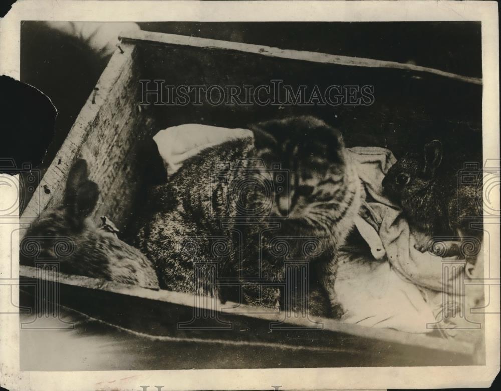 1918 Press Photo Cat Mothers Rabbis - Historic Images
