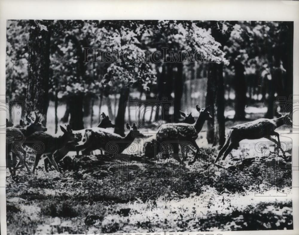 1968 Press Photo A herd of Spotted Deer race off to the woods - Historic Images